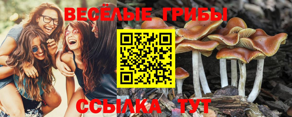 Бирск  Галлюциногенные грибы Cubensis  Вход с VPN 